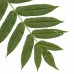 European Mountain Ash (2 gallon)