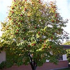 European Mountain Ash (2 gallon)