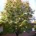 European Mountain Ash (2 gallon)
