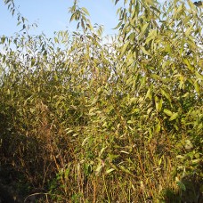 Peachleaf Willow (1/1)