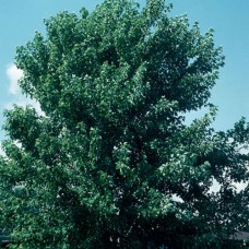 Greenhouse Plug-Red Maple