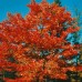 Red Maple (2+0)