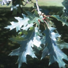 Red Oak (45cm+)