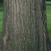 Red Oak (45cm+)