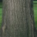 Red Oak (2+0)