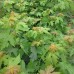 Silver Maple (2 gallon)