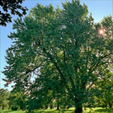 Silver Maple (1+0)