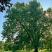 Silver Maple (1+0)