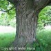 Hard (Sugar) Maple (60cm+)