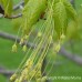 Hard (Sugar) Maple (60cm+)