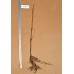 Hard (Sugar) Maple (60cm+)