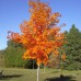 Hard (Sugar) Maple (2 gallon)