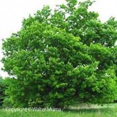 Hard (Sugar) Maple (60cm+)