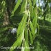 Weeping Willow (2 gallon)