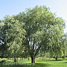 Weeping Willow (1 gallon)