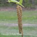 White Birch (2 gallon)