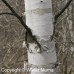 White Birch (1+0)