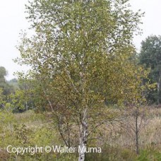 White Birch (2 gallon)