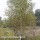 White Birch (2 gallon)