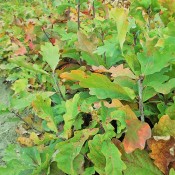 Bareroot Seedlings (15)