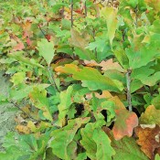 Bareroot Seedlings (16)