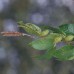 Yellow Birch (P+1.5)