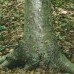 Yellow Birch (P+1.5)