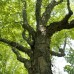 Yellow Birch (P+1.5)