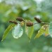 Yellow Birch (P+1.5)