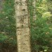 Yellow Birch (P+1.5)