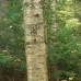 Yellow Birch (2 gallon)