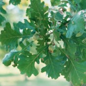 Deciduous (69)