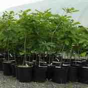 Potted Stock (53)