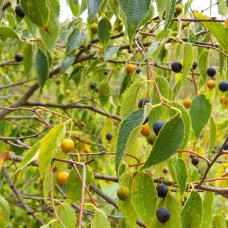 Hackberry (2 gallon)