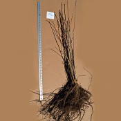 Oversized Bareroot (0)