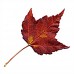 Greenhouse Plug-Red Maple