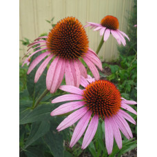 Coneflower, Purple (1 gallon)