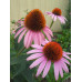 Coneflower, Purple (1 gallon)