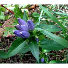 Bottle Gentian (1 gallon)