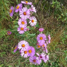 Aster, New England (1 Gallon)