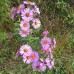 Aster, New England (3")