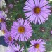 Aster, New England (3")