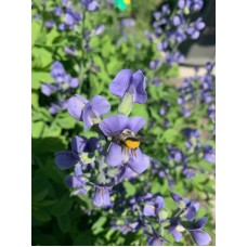 Wild Blue Indigo (Baptisia australis) 1 Gal