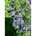 Wild Blue Indigo (Baptisia australis) 1 Gal