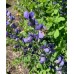 Wild Blue Indigo (Baptisia australis) 1 Gal