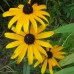 Black-eyed Susan (1 Gallon)