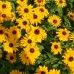 Black-eyed Susan (1 Gallon)