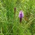 Blazing Star (3")