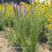 Blazing Star (1 Gallon)