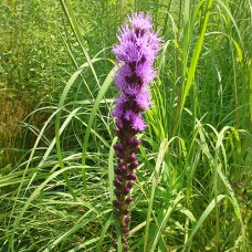 Blazing Star (3")